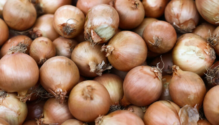 Вартість цибулі в Україні стрімко знижується