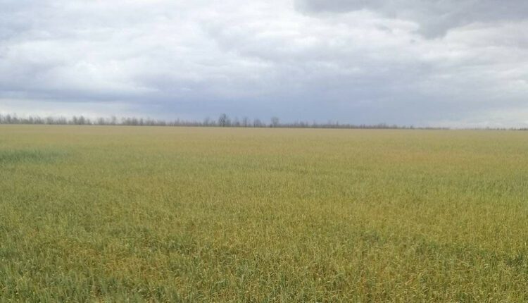 Причини втрати понад 55 тисяч гектарів посівів та мільярдних збитків у Херсонській області