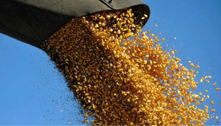 Зростаюча конкуренція зі США витісняє українську кукурудзу з світових ринків